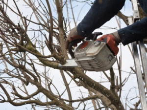 Laguna Niguel Tree Trimmers Insurance
